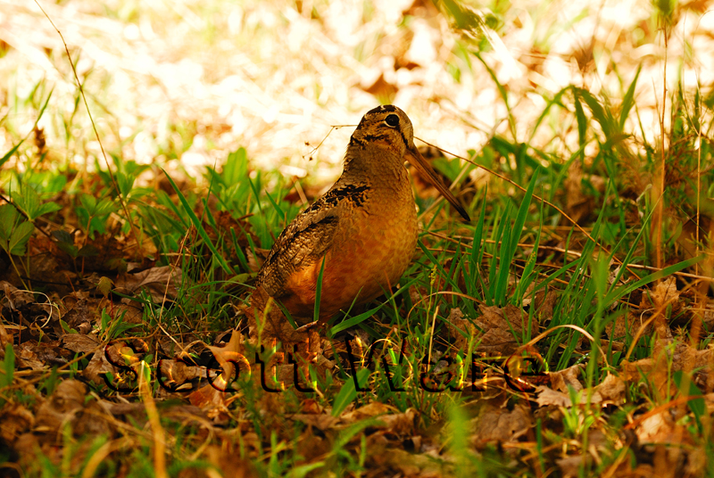 American Woodcock