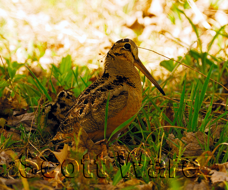 American Woodcock