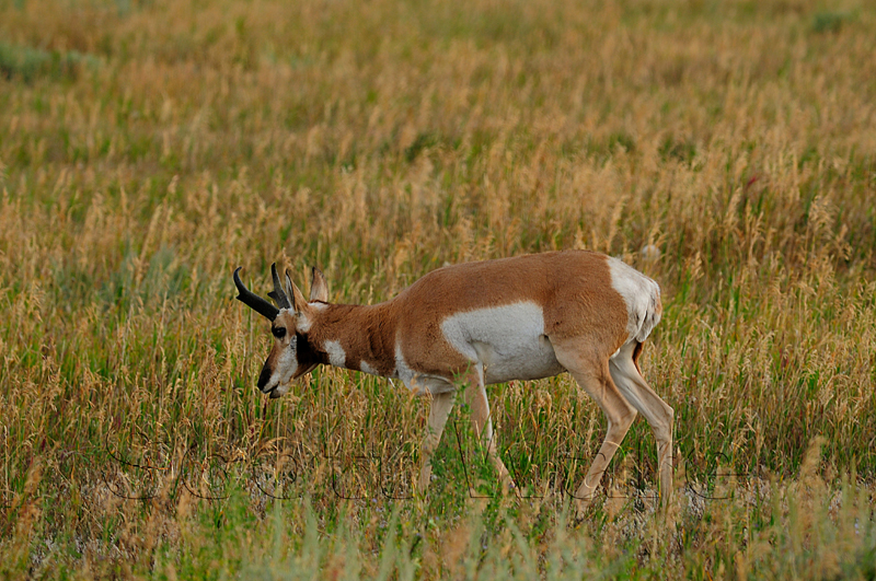 Antelope
