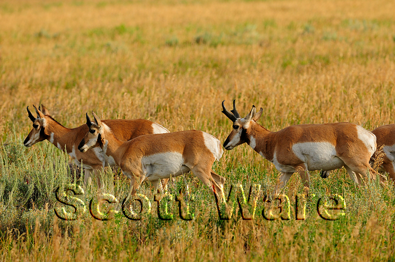 Antelope