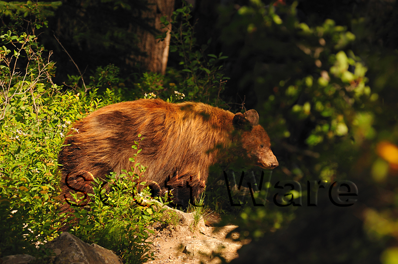 Black Bear