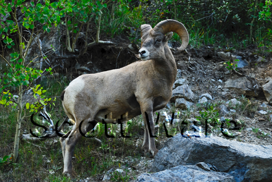 Bighorn Sheep