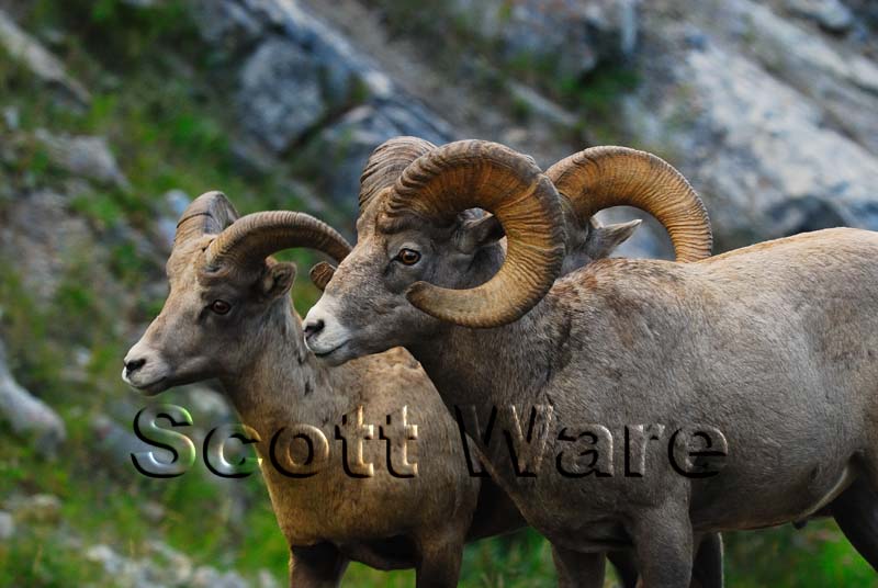 Bighorn Sheep