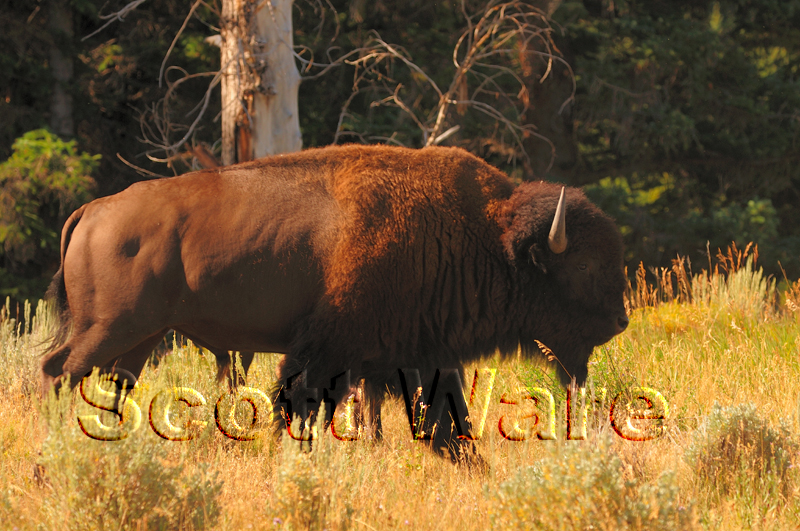 Bison