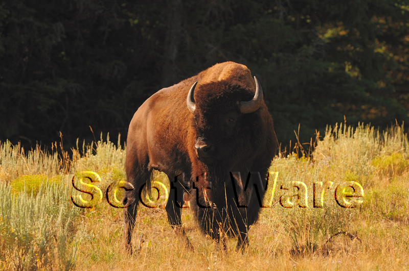 Bison