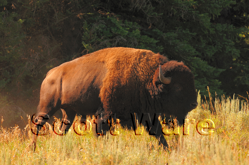 Bison