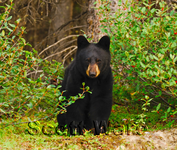 Black Bear