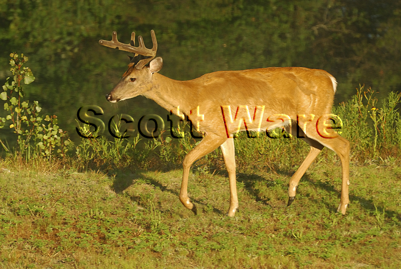 8 point Buck