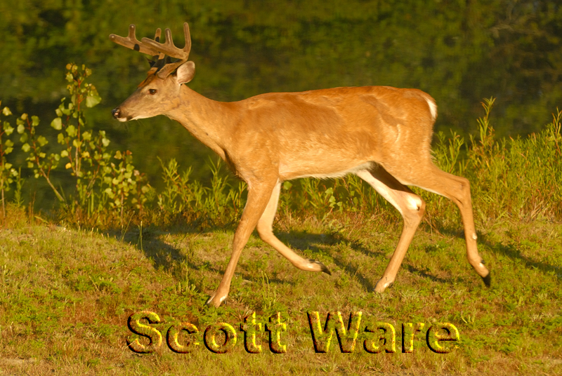 8 Point Buck