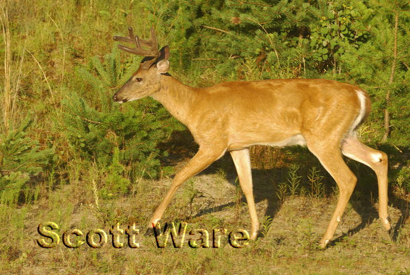 8 Point Buck