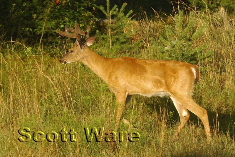 8 Point Buck