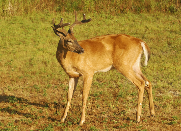 8 Point velvet Buck