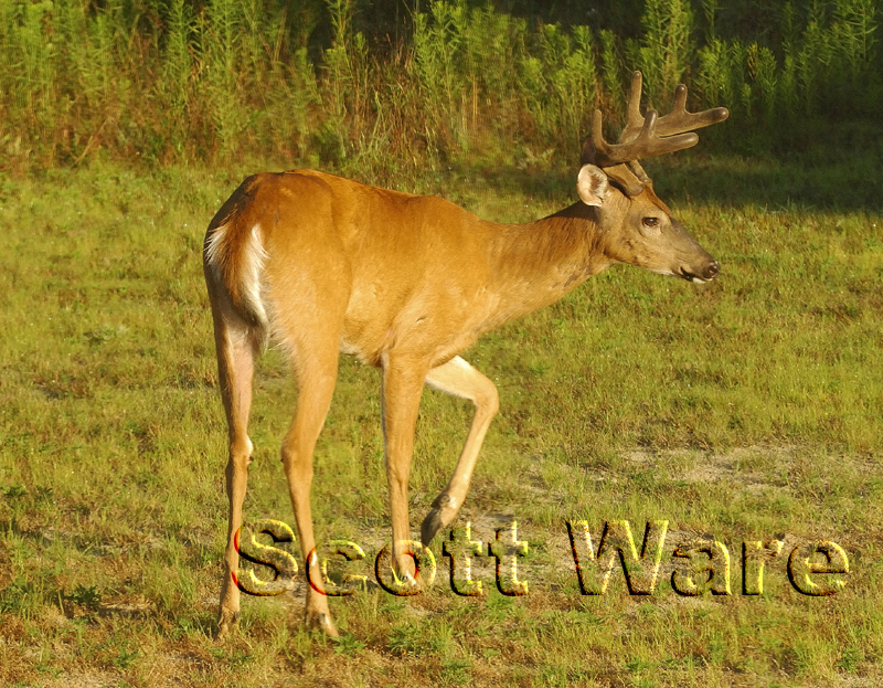 8 Point Buck