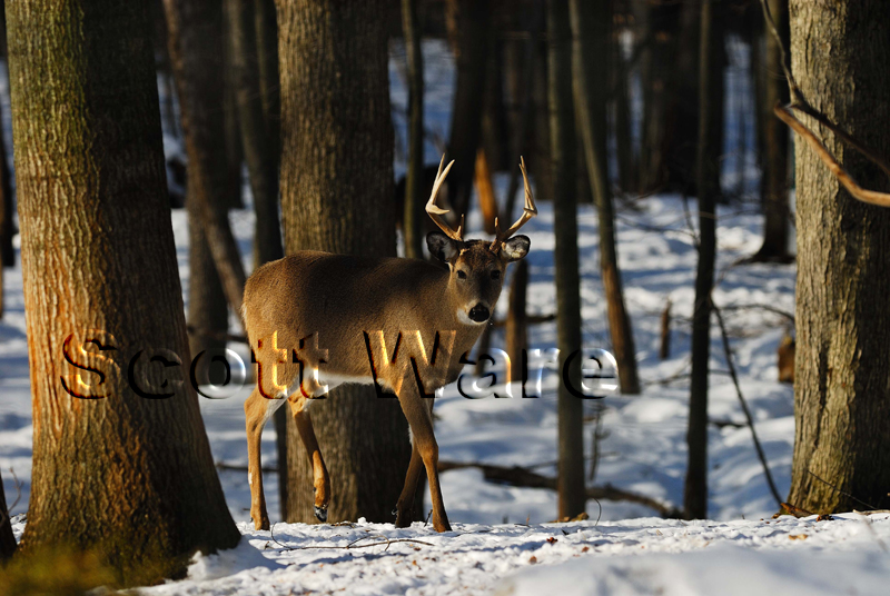 9 Point