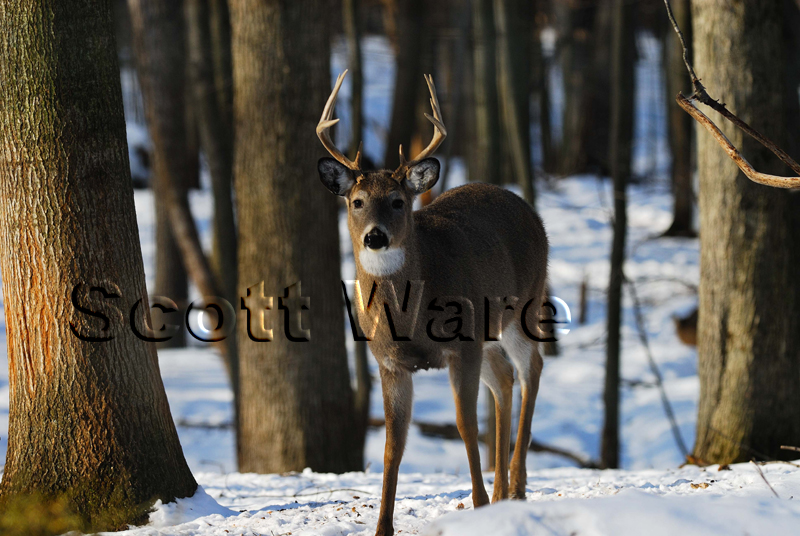 9 point Buck