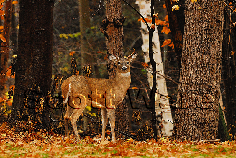 Spike Buck