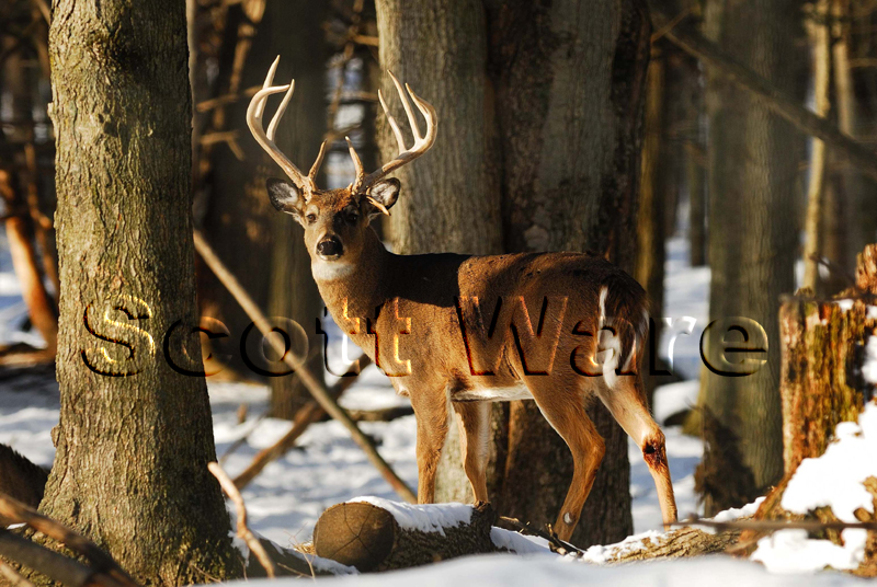 Buck