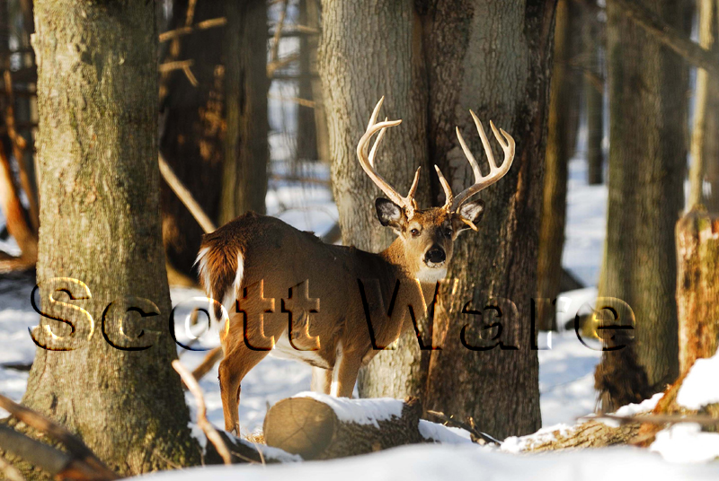 9 Point with Stickers