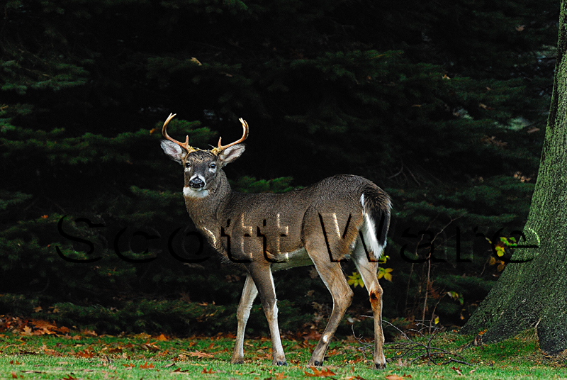 7 Point