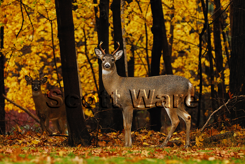 Buck