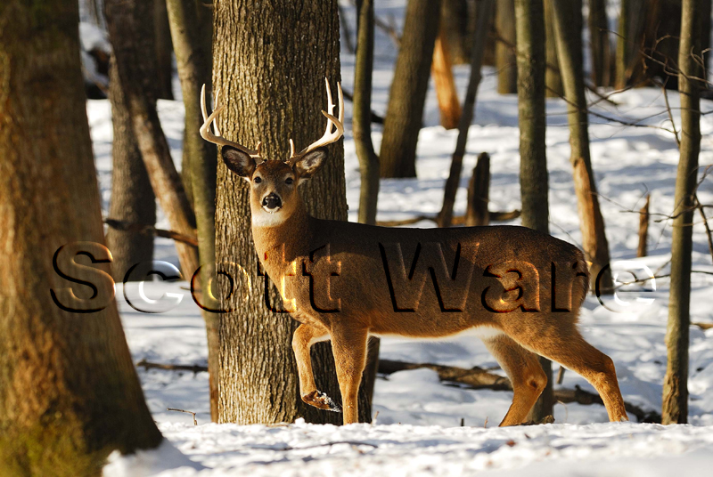 Buck