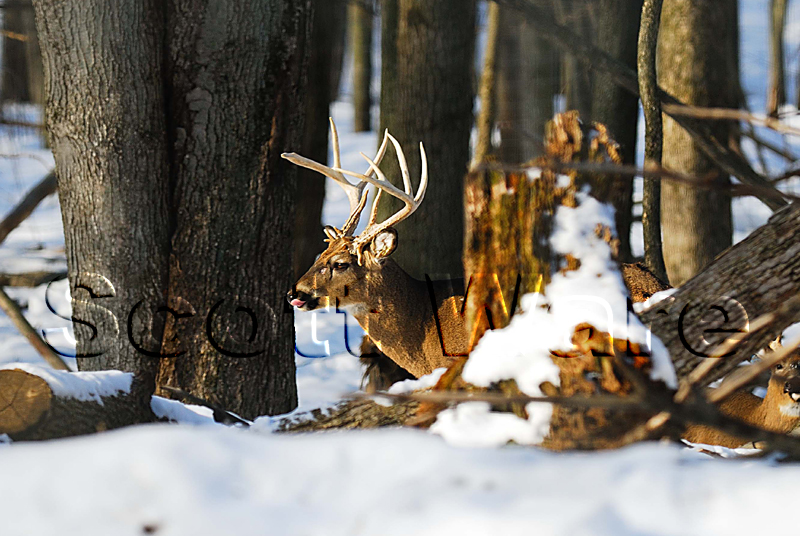 9 Point Buck