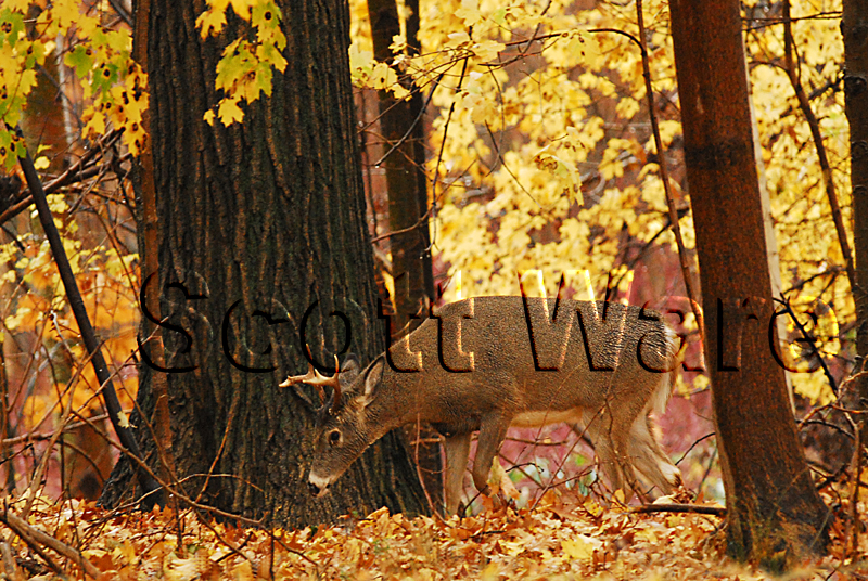 5 Point Buck