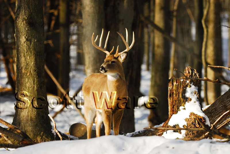 10 Point
