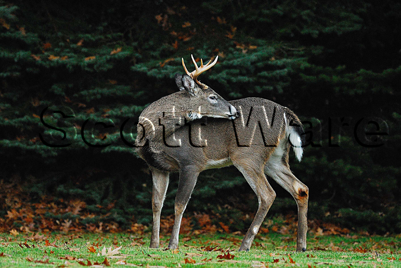 7 Point Buck