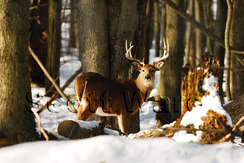 8 Point