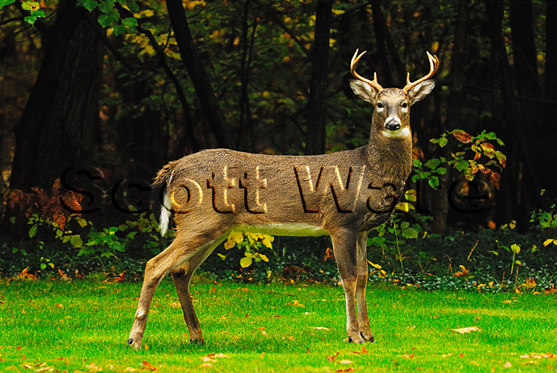 7 Point