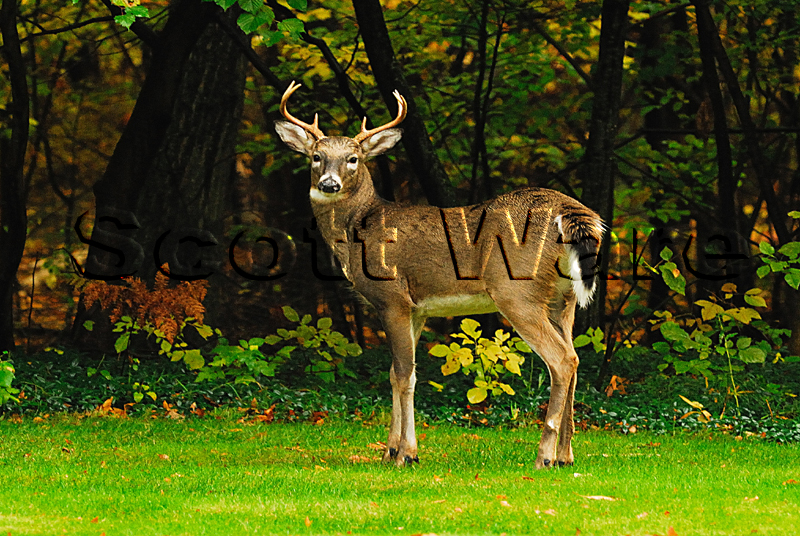 7 Point