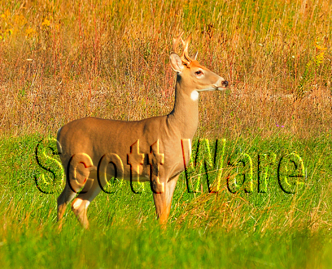 6 Point Buck