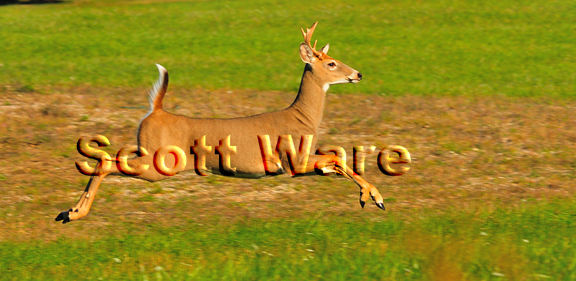 6 Point Buck