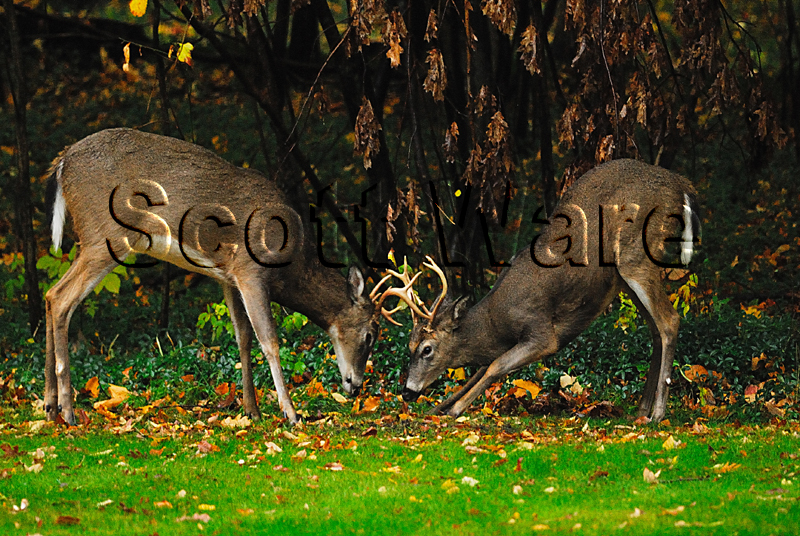 Two Bucks Fighting