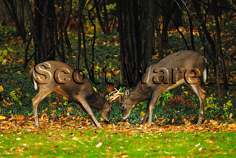 Two Bucks Fighting