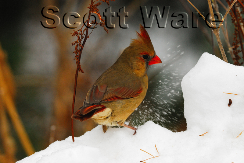 Northern Female Cardinal