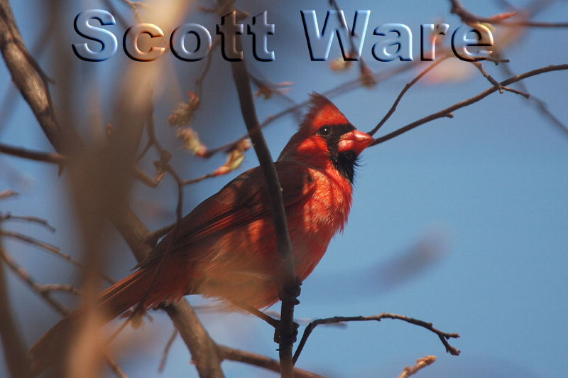 Northern Male Cardinal