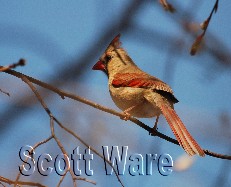 Northern Cardinal