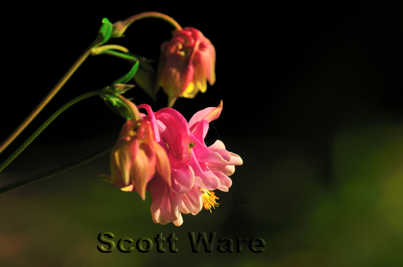 Columbine