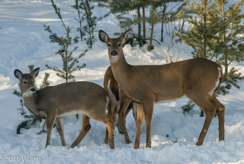 Deer