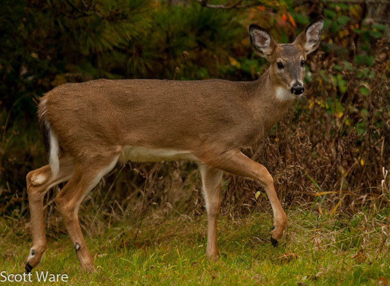 Button Buck