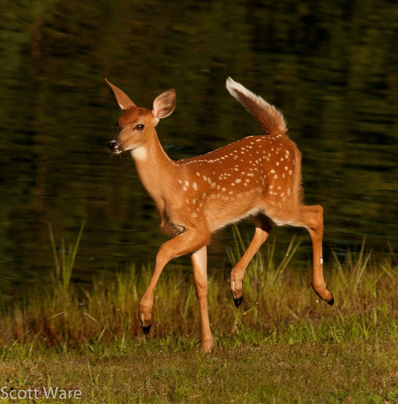 Fawn