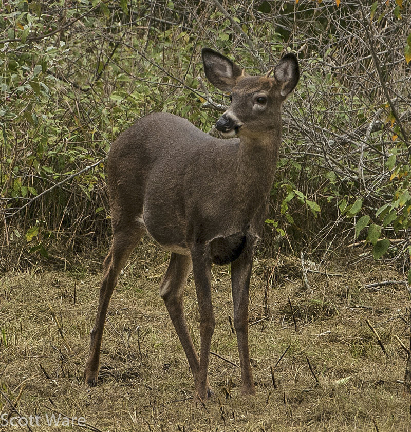 Spike Buck