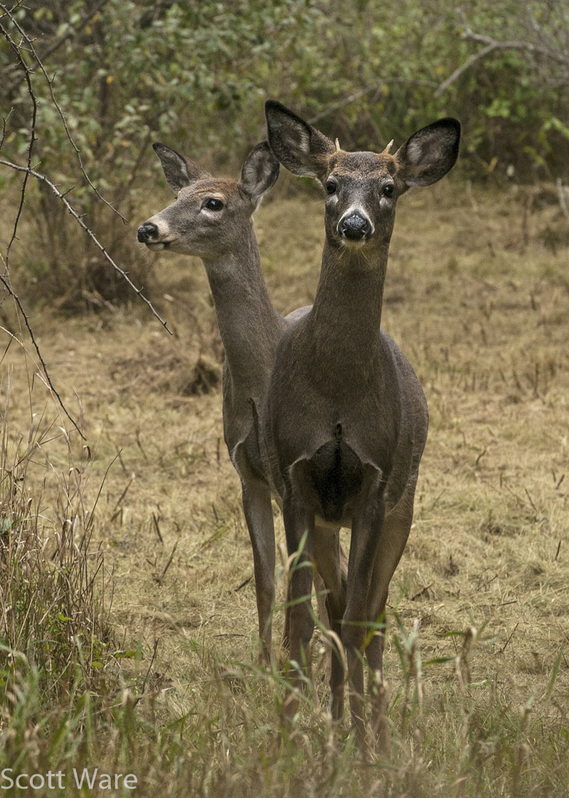 Spike Buck