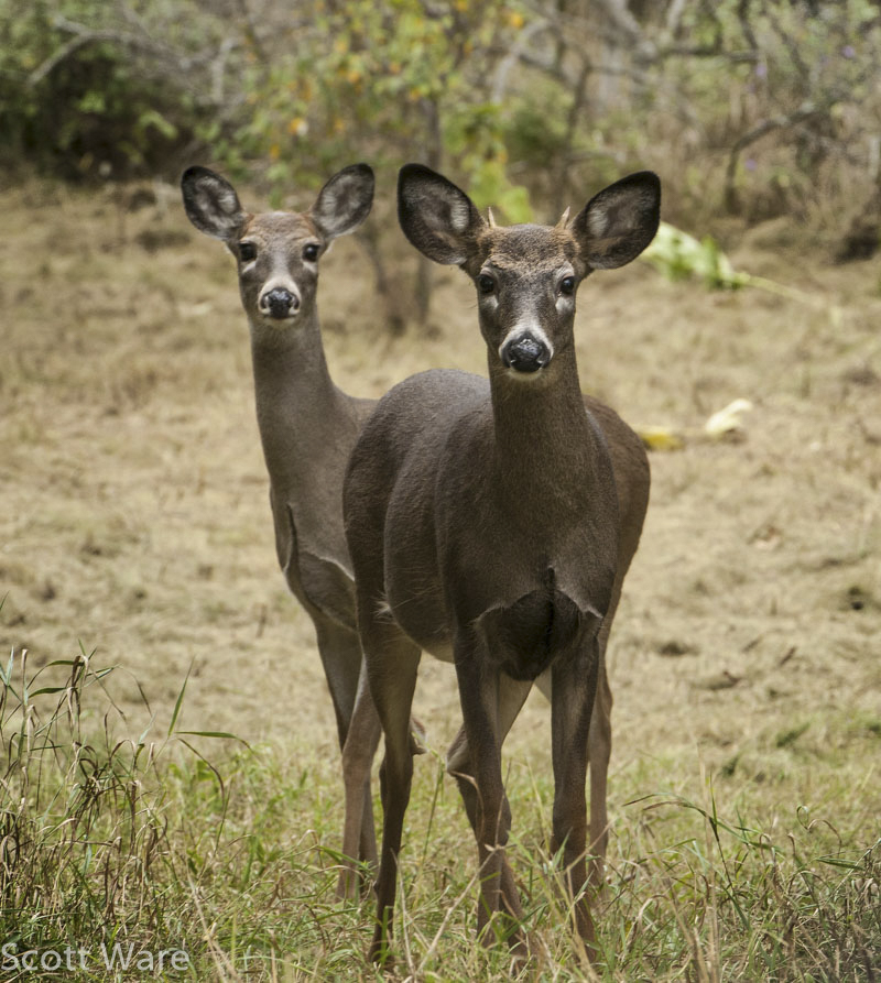 Spike Buck
