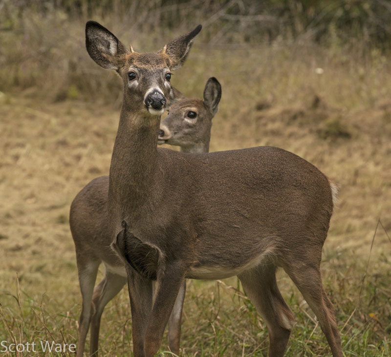 Spike Buck