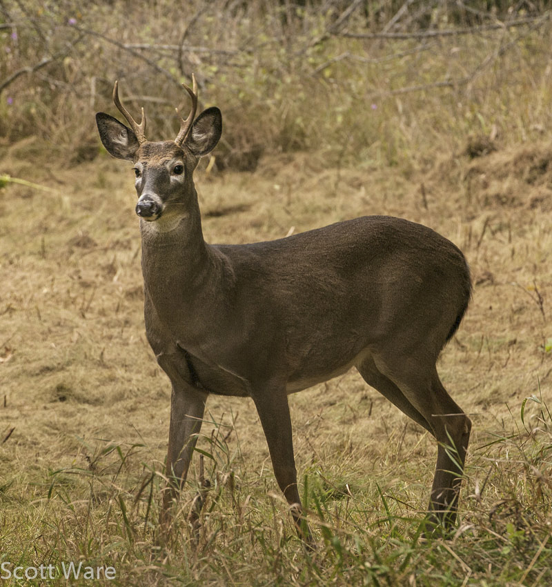 6 point