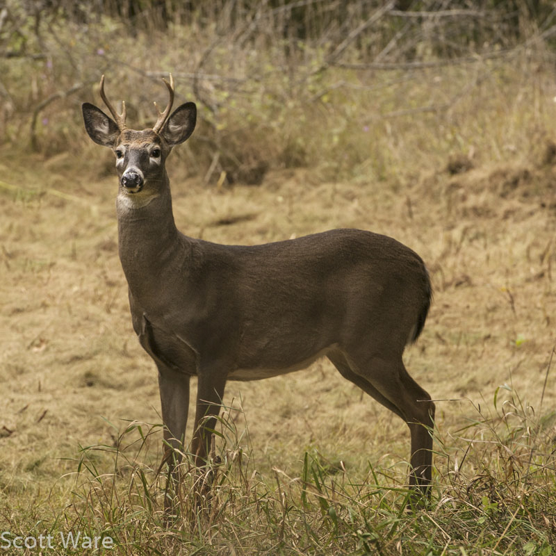 6 point
