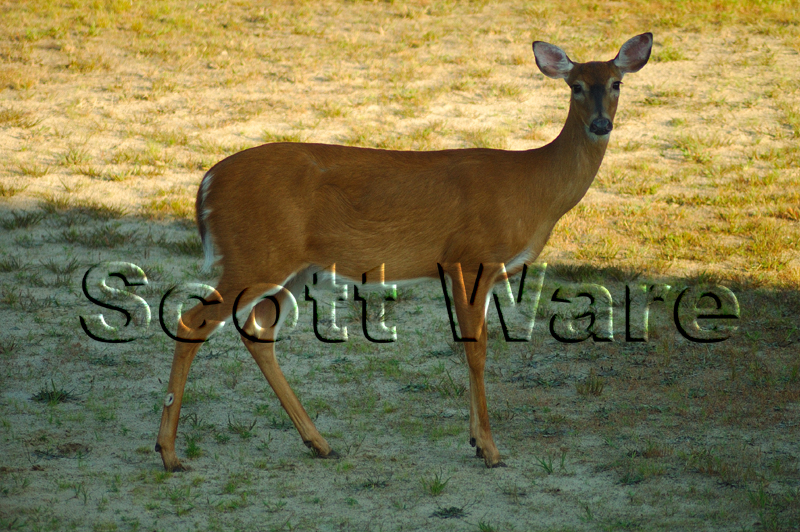 Doe